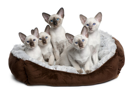 晶格化蓝色摄影照片_五暹罗小猫，10 周老，坐在猫躺在白色背景前床