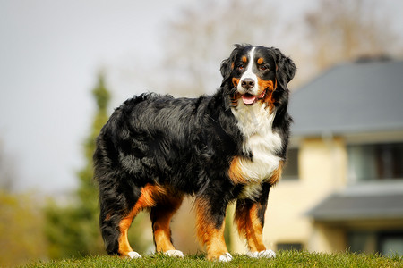 bernese 山狗