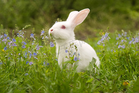 小兔子萝卜卡通摄影照片_白兔子