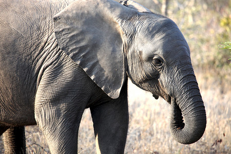 亲子小象摄影照片_走在大草原的小非洲小象