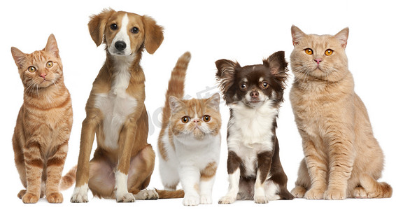 人动物生物摄影照片_猫和狗在白色背景前的组