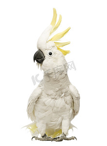 含硫量凤头鹦鹉，30 岁，在白色背景前上嵴 cacatua galerita