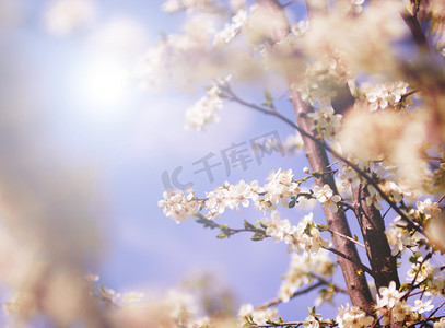 武士背景摄影照片_春天的白树花