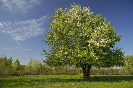 梨花树摄影照片_草地上的花树