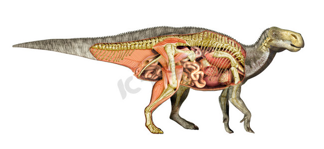 肠胃摄影照片_恐龙解剖学禽龙总剖面图，显示所有的内部器官