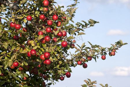 手指天空摄影照片_成熟果实的苹果树