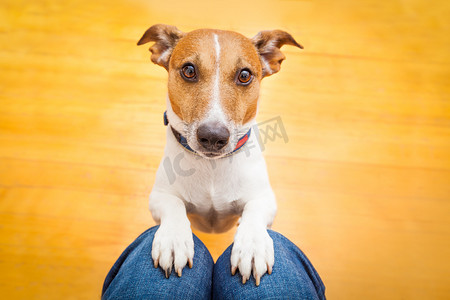 爱学习的小狗摄影照片_狗在大腿上乞讨