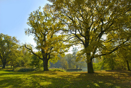 草坪秋天摄影照片_在城市公园的美丽秋天的树木