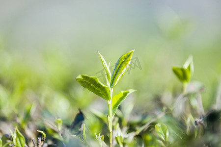 绿地产摄影照片_绿茶芽和新鲜的叶子。茶园