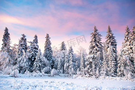 神奇的冬天雪覆盖的树 