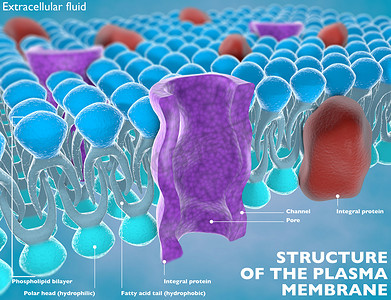 蛋白质分子摄影照片_细胞的质膜的结构