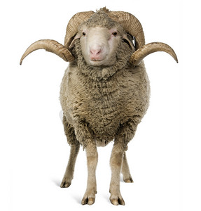 阿维尼翁美利奴羊，ram，1 岁，坐在白色背景前