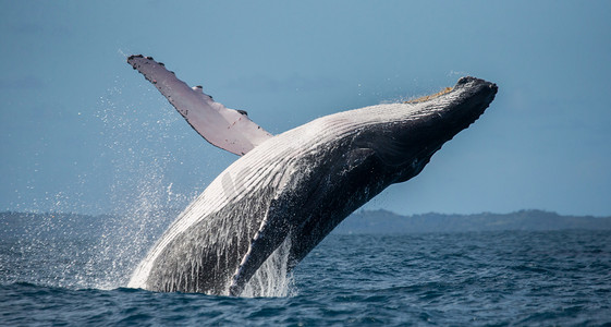 an鲸鱼摄影照片_驼背鲸跃出水面