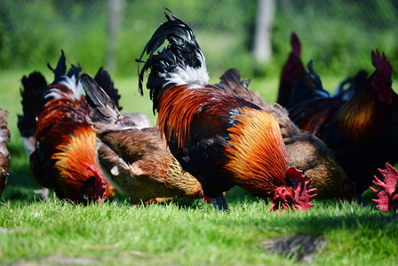 家禽农场摄影照片_传统自由放养家禽农场的鸡和鸡