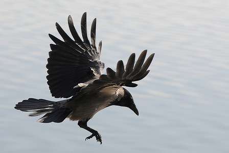 乌鸦摄影照片_飞的乌鸦