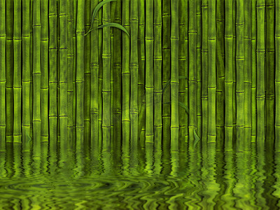 jungle摄影照片_Bamboo forest