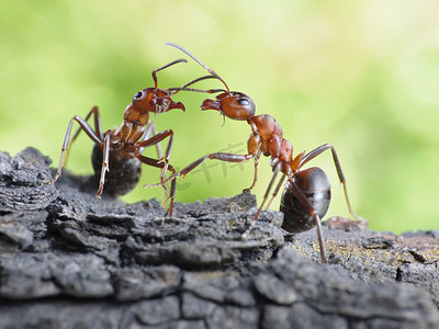对话框摄影照片_通信的蚂蚁、 对话框的链接