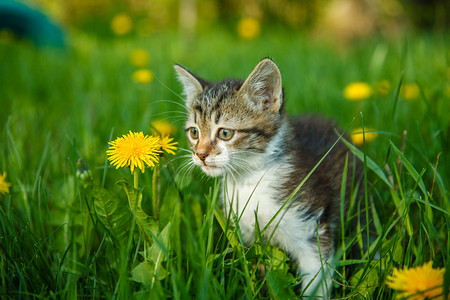 坐在绿草地上，黄色的黑色和白色小猫咪