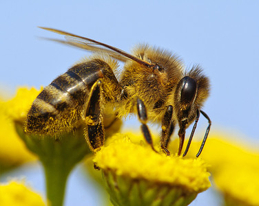 蜜蜂刺摄影照片_蜜蜂的细节