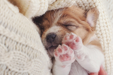 小狗小狗睡甜上舒适针织毛衣.