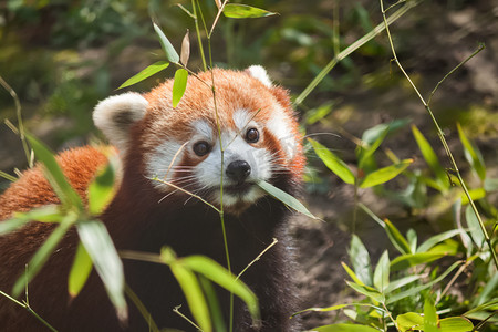 动物园熊猫摄影照片_小小的可爱的红色熊猫吃竹子