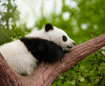 虚中而多节竹子摄影照片_睡着的大熊猫宝宝