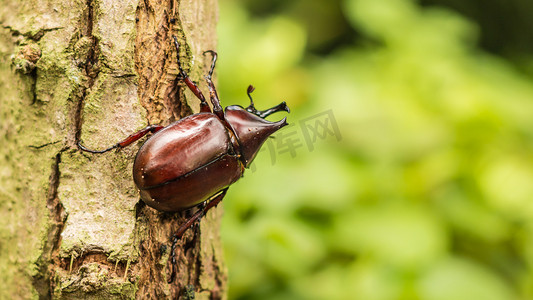 甲虫-犀牛甲虫、 大力神甲虫或战斗甲虫在老木纹理与绿色自然背景上。特写镜头，选择重点.