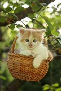 红色绒摄影照片_毛茸茸的白色小猫在篮子里