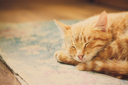 果德摄影照片_睡在床上的红色小猫
