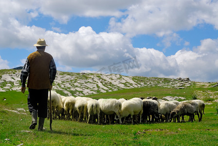 他的羊与牧羊人
