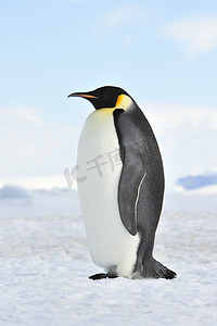 冬鸟摄影照片_帝企鹅在雪地上