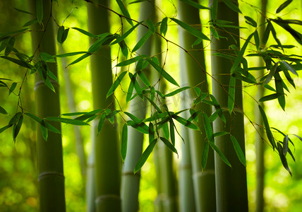 竹子文化摄影照片_竹森林背景