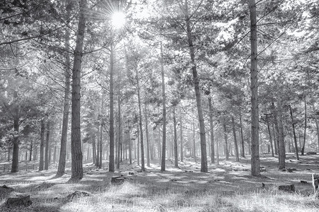 分割线黑色过渡摄影照片_在黑色和白色的迷雾森林