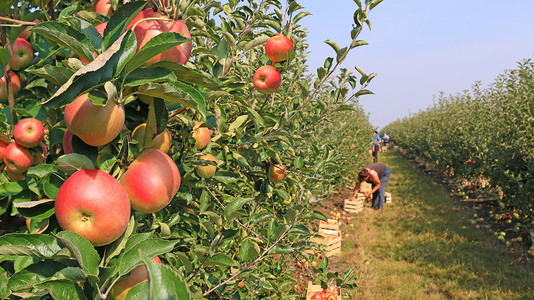 摘苹果苹果摄影照片_在果园里摘苹果