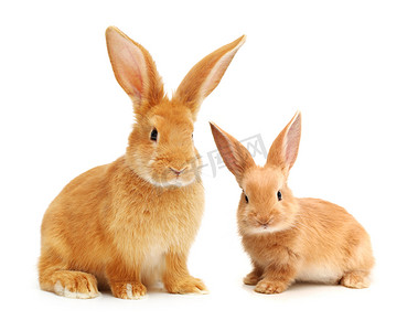 兔年祝福毛笔书法摄影照片_橙色的兔子