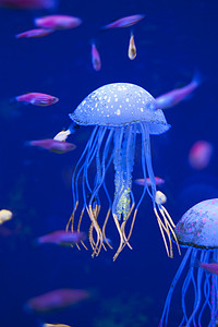 在水族馆的小 medusas。大洋或大海的居民，鱼，植物浇水. 