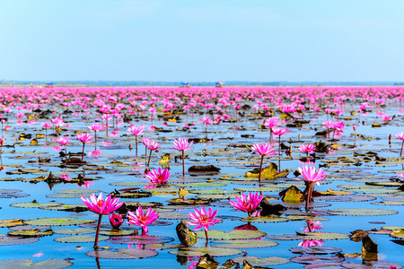 在泰国 Udon Thani 的粉红色莲花之海