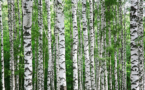 空空的树干摄影照片_在夏天的白桦树的树干