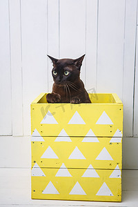 可爱的小猫酷摄影照片_巧克力棕色色泽欧洲缅甸猫偷看出一个黄色的盒子。白色背景