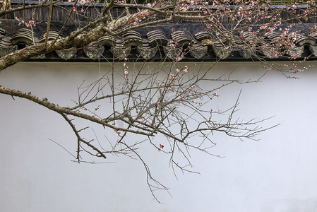 樱桃水彩画摄影照片_李子和中国的窗口