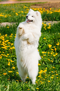 守摄影照片_年轻开心的笑的白色萨摩耶犬或雪橇，笑脸，萨米