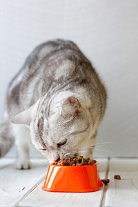 猫吃食物摄影照片_一只灰色的猫从橙色的猫碗里吃的食物.