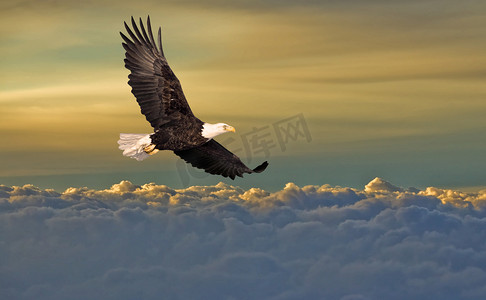 飞行的爆竹摄影照片_表盘上空飞行的秃头鹰