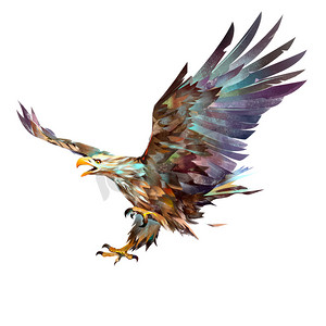 大漠飞鹰摄影照片_白色背景上画明亮飞鹰