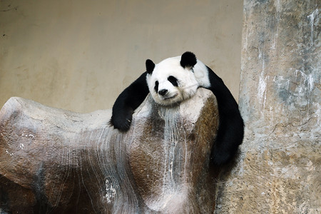 休息的熊猫熊