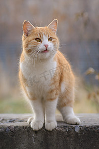 国画西红柿摄影照片_红猫站在一块岩石
