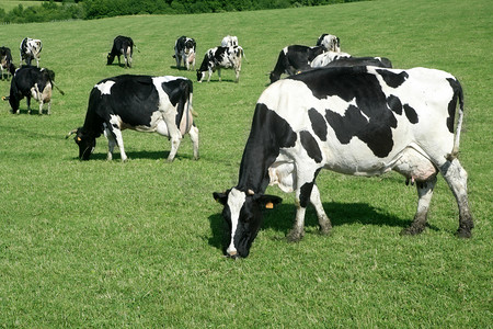 牛头外形摄影照片_草甸 fresian 牛头牛