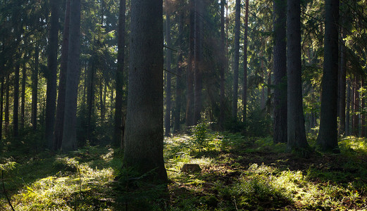 原始的摄影照片_在湿落叶立场 bialowieza 森林的春天日出