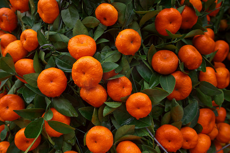 桔子水果在橘树