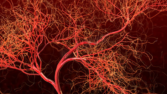 心脏血液摄影照片_中枢神经或血液系统。医学插图